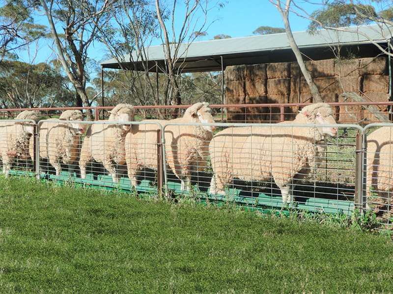 A herd of sheep lined up using Polymaster's footrot bath