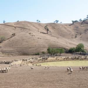 A herd of sheep over a drought in Victoria