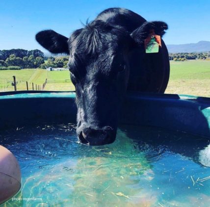 Cow drinking water from Polymaster water trough